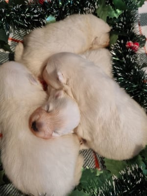 Les chiots de Spitz japonais