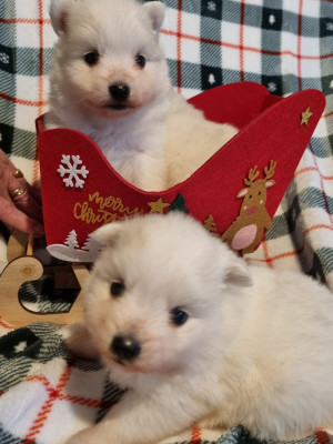 Les chiots de Spitz japonais