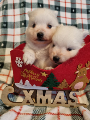 Les chiots de Spitz japonais