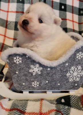 Les chiots de Spitz japonais