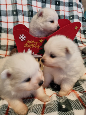 Les chiots de Spitz japonais