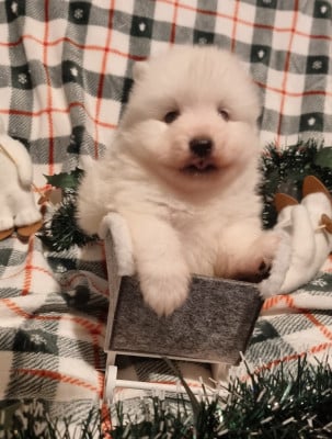 Les chiots de Spitz japonais