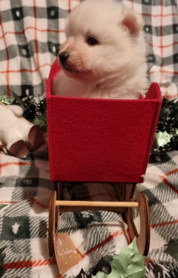 Les chiots de Spitz japonais