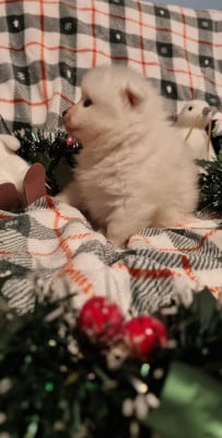 Les chiots de Spitz japonais