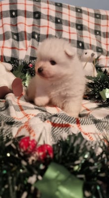 Les chiots de Spitz japonais