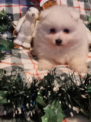 Les chiots de Spitz japonais