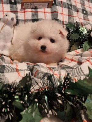 Les chiots de Spitz japonais