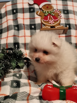 Les chiots de Spitz japonais