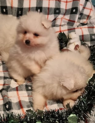 Les chiots de Spitz japonais