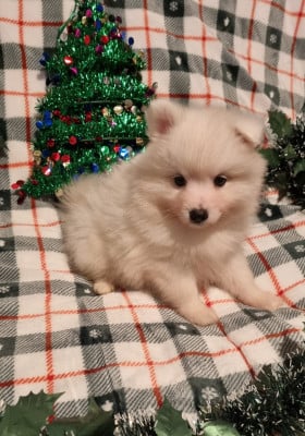 Les chiots de Spitz japonais