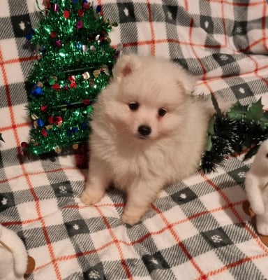 Les chiots de Spitz japonais