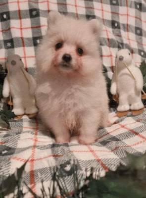 Les chiots de Spitz japonais