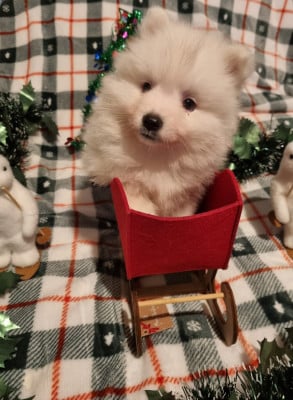 Les chiots de Spitz japonais