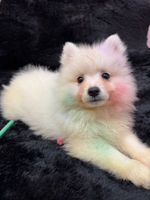 Les chiots de Spitz japonais