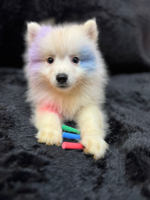 Les chiots de Spitz japonais