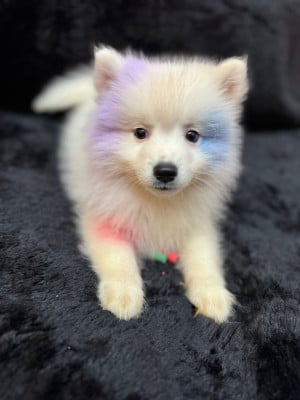 Les chiots de Spitz japonais