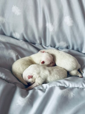 Les chiots de Spitz japonais