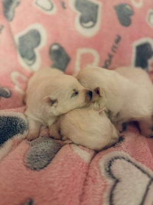 Les chiots de Spitz japonais