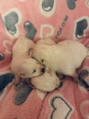 Les chiots de Spitz japonais