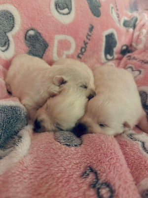 Les chiots de Spitz japonais