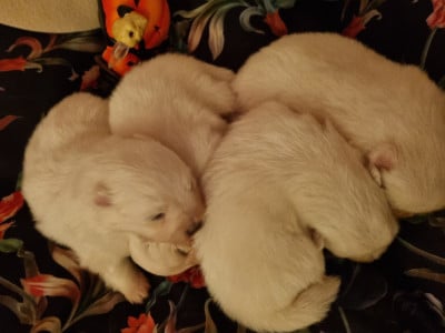 Les chiots de Spitz japonais