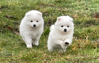 Les chiots de Spitz japonais