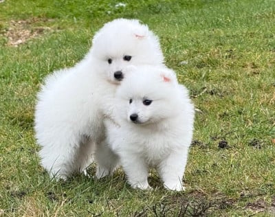 Les chiots de Spitz japonais