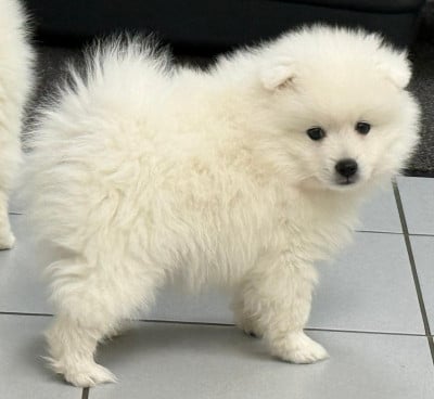 Les chiots de Spitz japonais