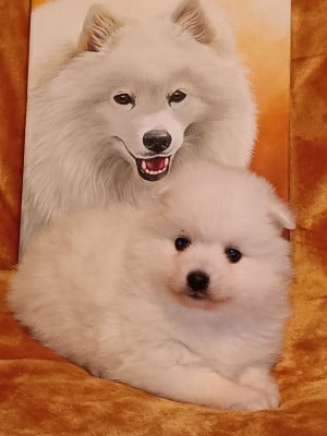 Les chiots de Spitz japonais