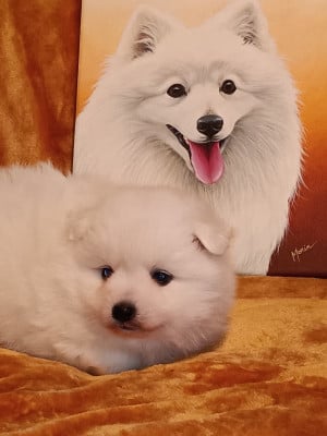 Les chiots de Spitz japonais