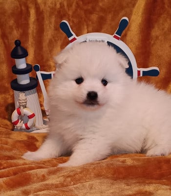 Les chiots de Spitz japonais