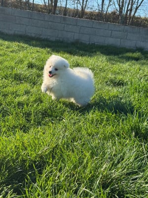 Les chiots de Spitz japonais