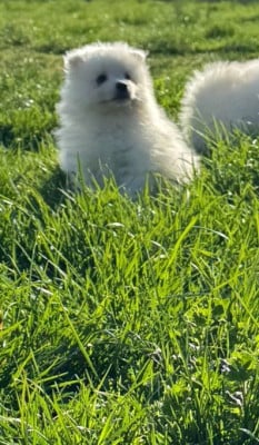 Les chiots de Spitz japonais