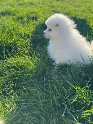Les chiots de Spitz japonais