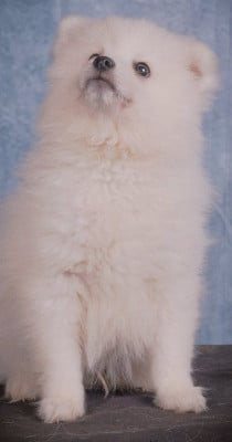 Les chiots de Spitz japonais