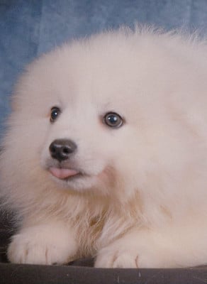 Les chiots de Spitz japonais