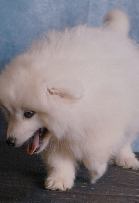 Les chiots de Spitz japonais