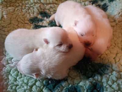 Les chiots de Spitz japonais