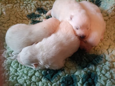Les chiots de Spitz japonais