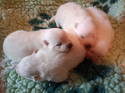 Les chiots de Spitz japonais