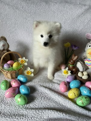 Les chiots de Spitz japonais