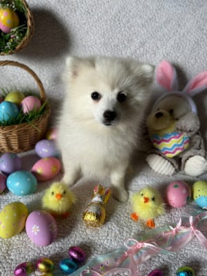 Les chiots de Spitz japonais