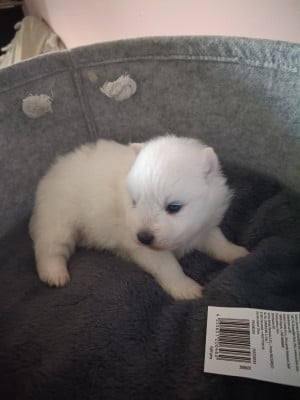 Les chiots de Spitz japonais