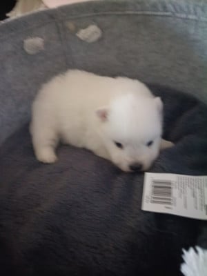 Les chiots de Spitz japonais