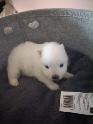 Les chiots de Spitz japonais