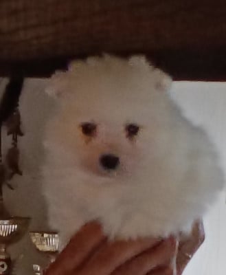 Les chiots de Spitz japonais