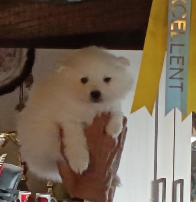 Les chiots de Spitz japonais