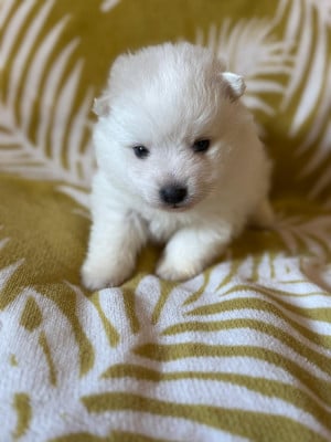 Les chiots de Spitz japonais