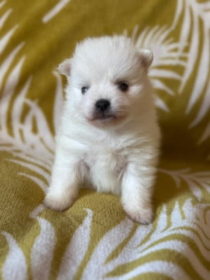Les chiots de Spitz japonais