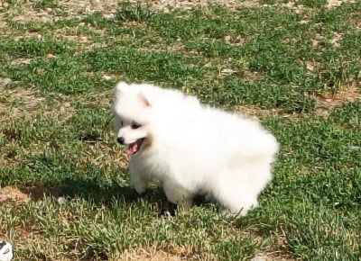 Les chiots de Spitz japonais